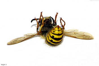 زنبور  عسل